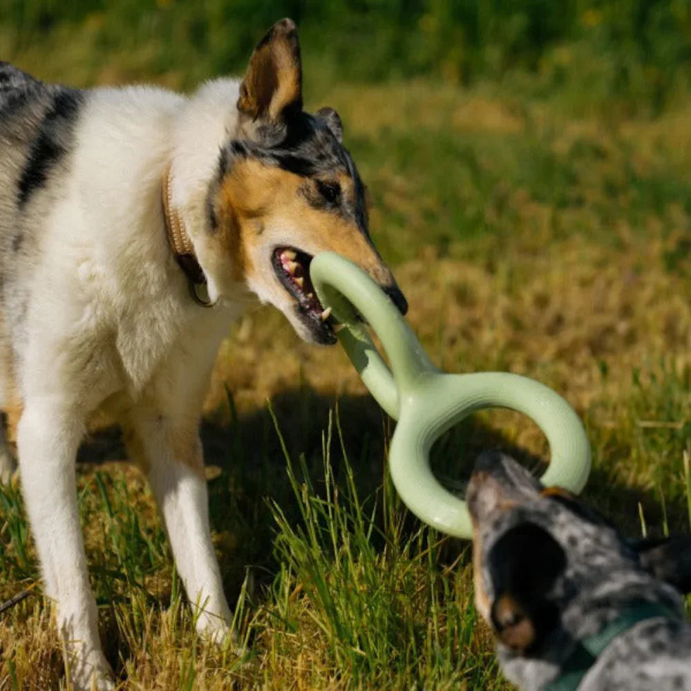 Jouet interactif à mordiller en caoutchouc pour chien